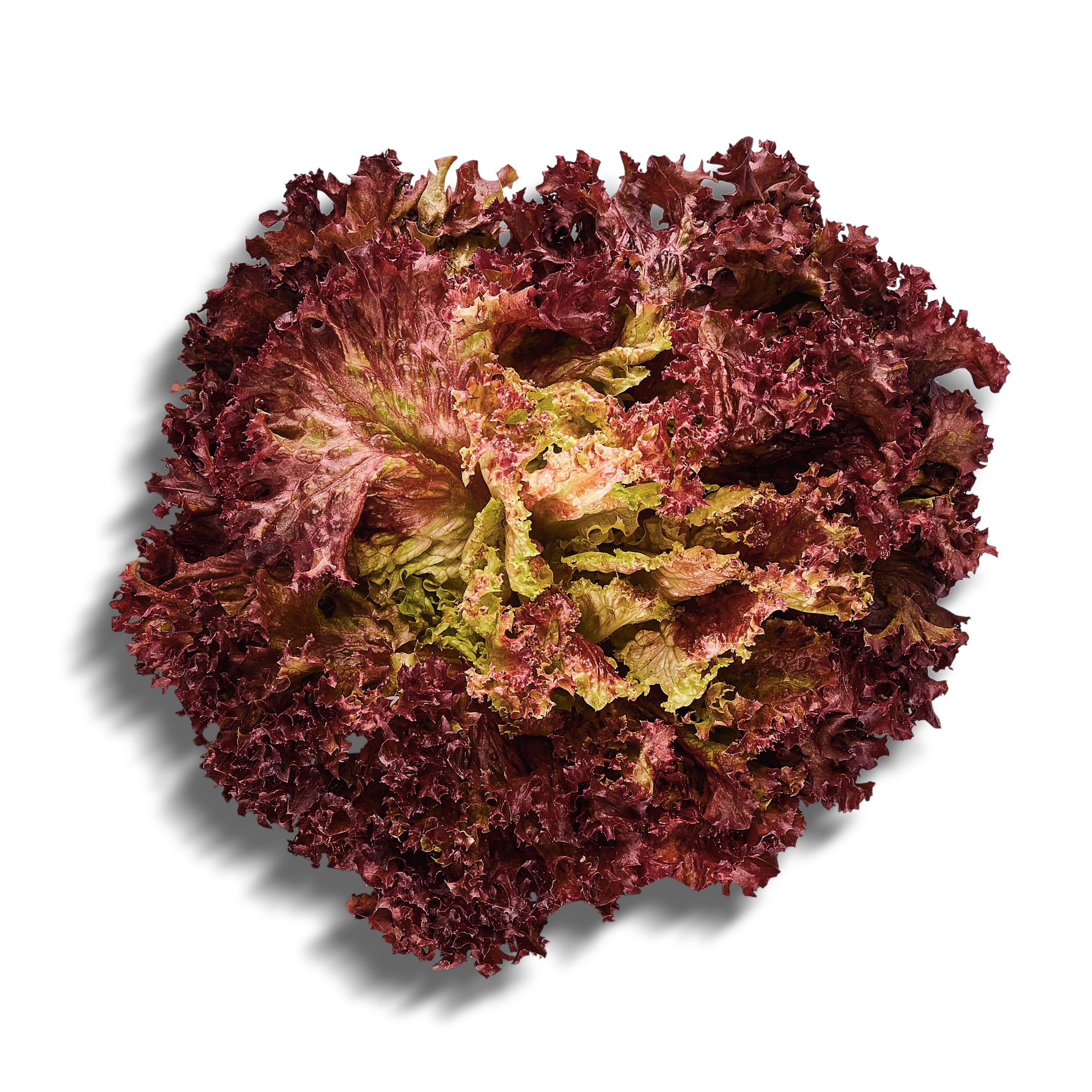 SUN&VEGS lechuga hoja de roble roja bolsa 1 ud